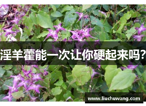 淫羊藿能一次让你硬起来吗？